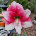 Pink White Single Hippeastrum 'THCo Katie'