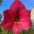 Hippeastrum 'Pretty in Pink' – NEW 2026 PRE ORDER