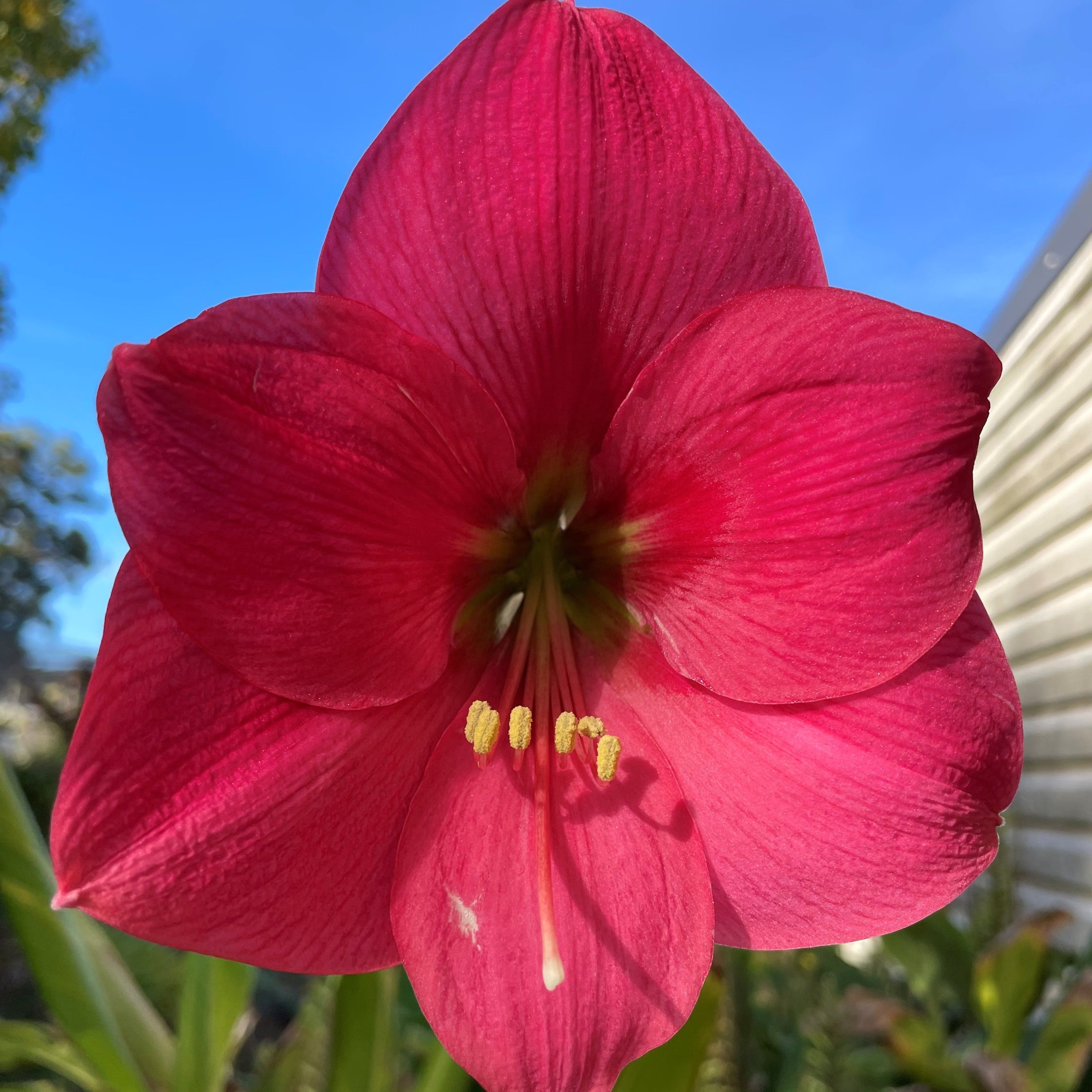 Hippeastrum 'Pretty in Pink' – NEW 2026 PRE ORDER