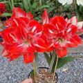 Red White Double Hippeastrum 'THCo Bellissimo'
