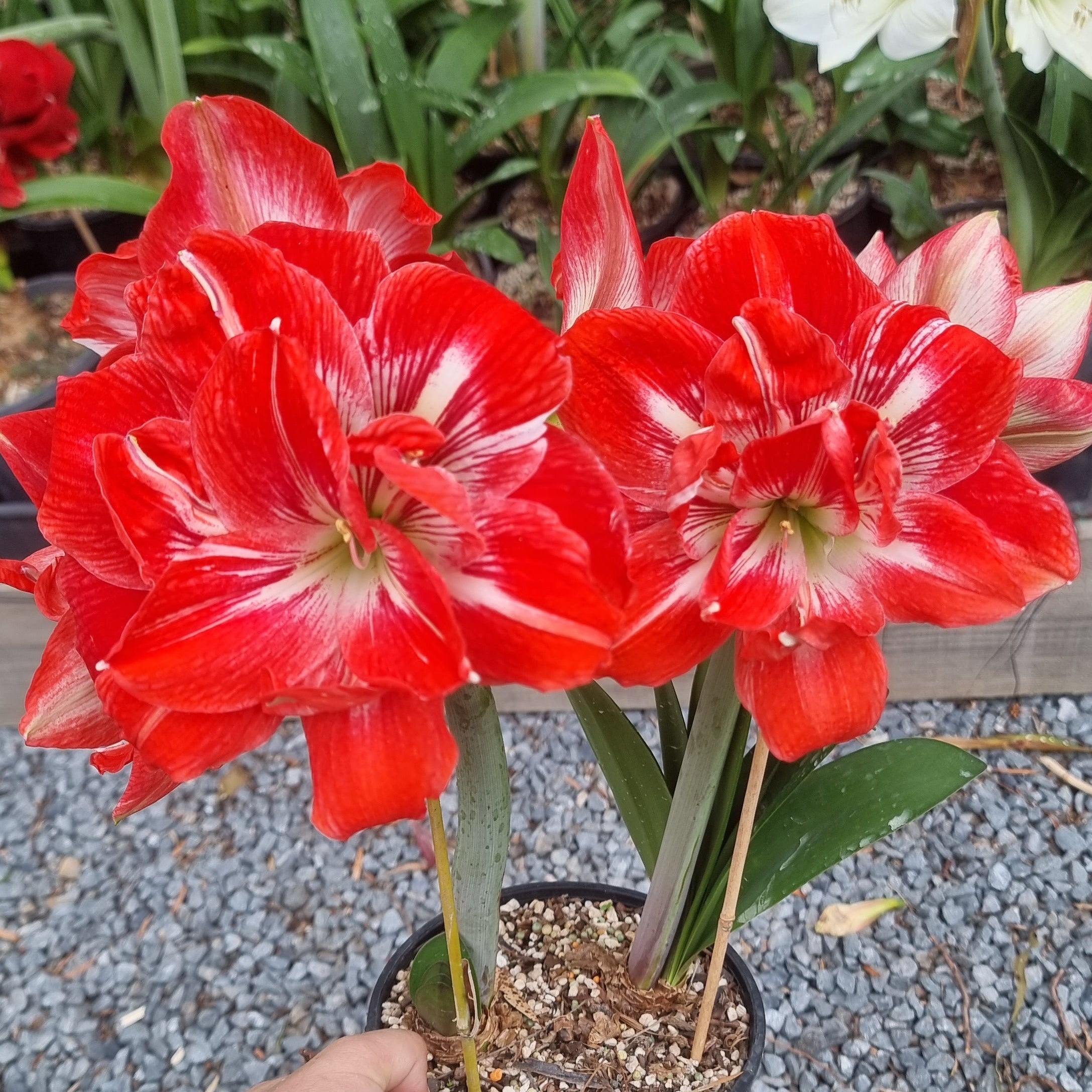 Red White Double Hippeastrum 'THCo Bellissimo'