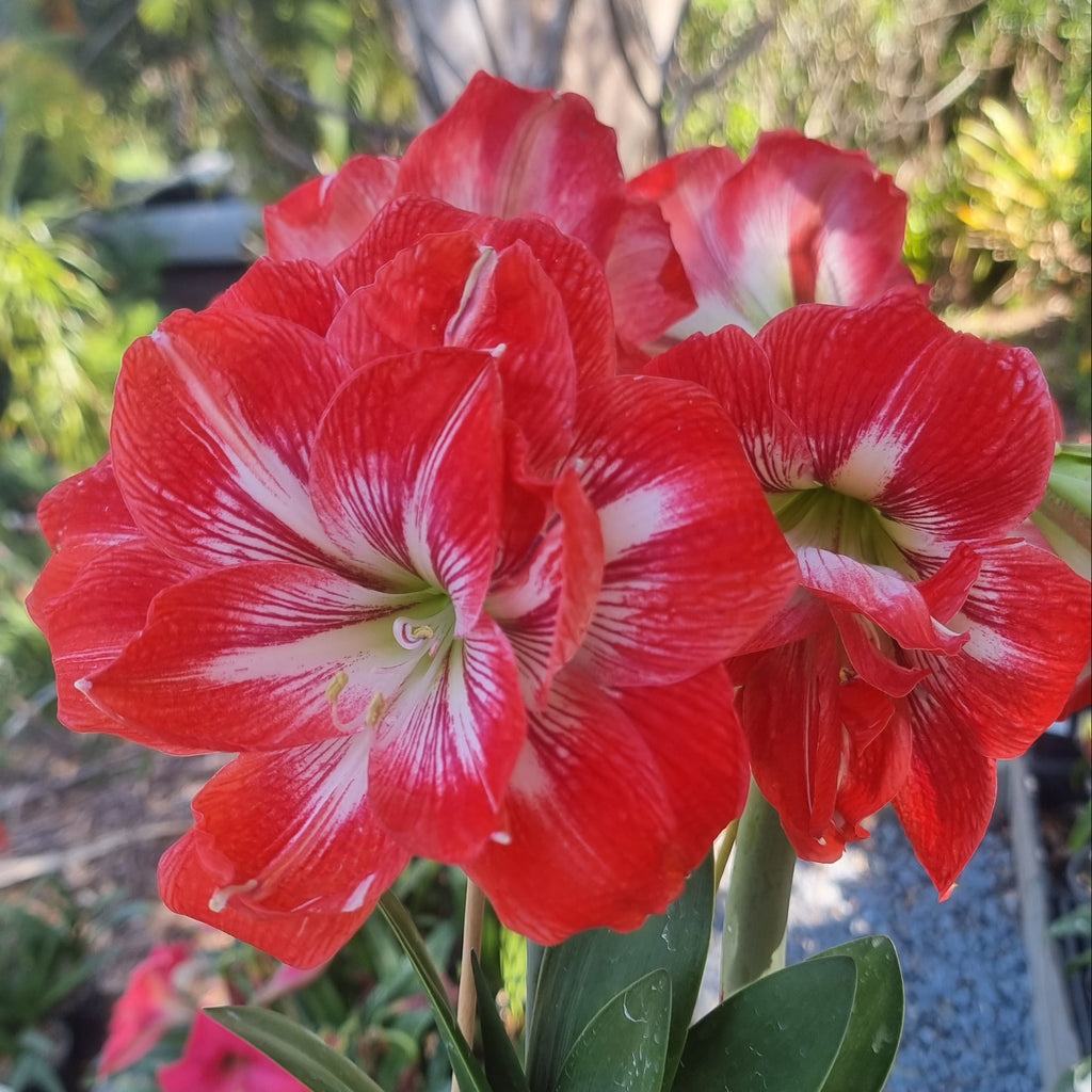 Red White Double Hippeastrum 'THCo Bellissimo'