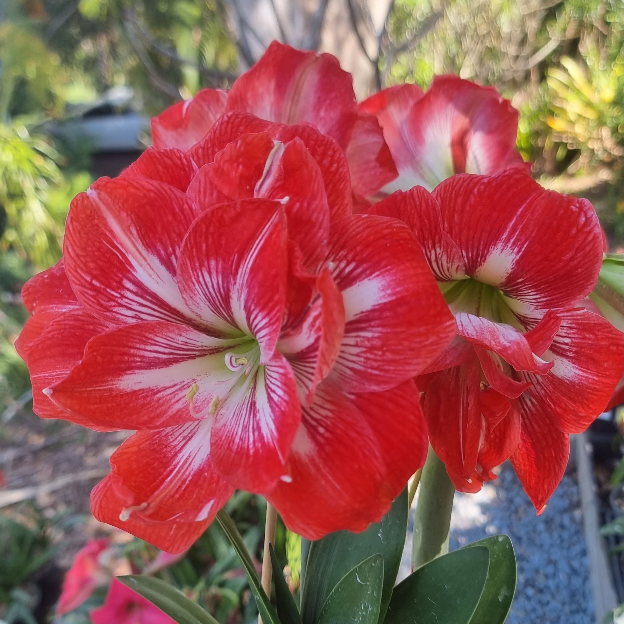 Red White Double Hippeastrum 'THCo Bellissimo'