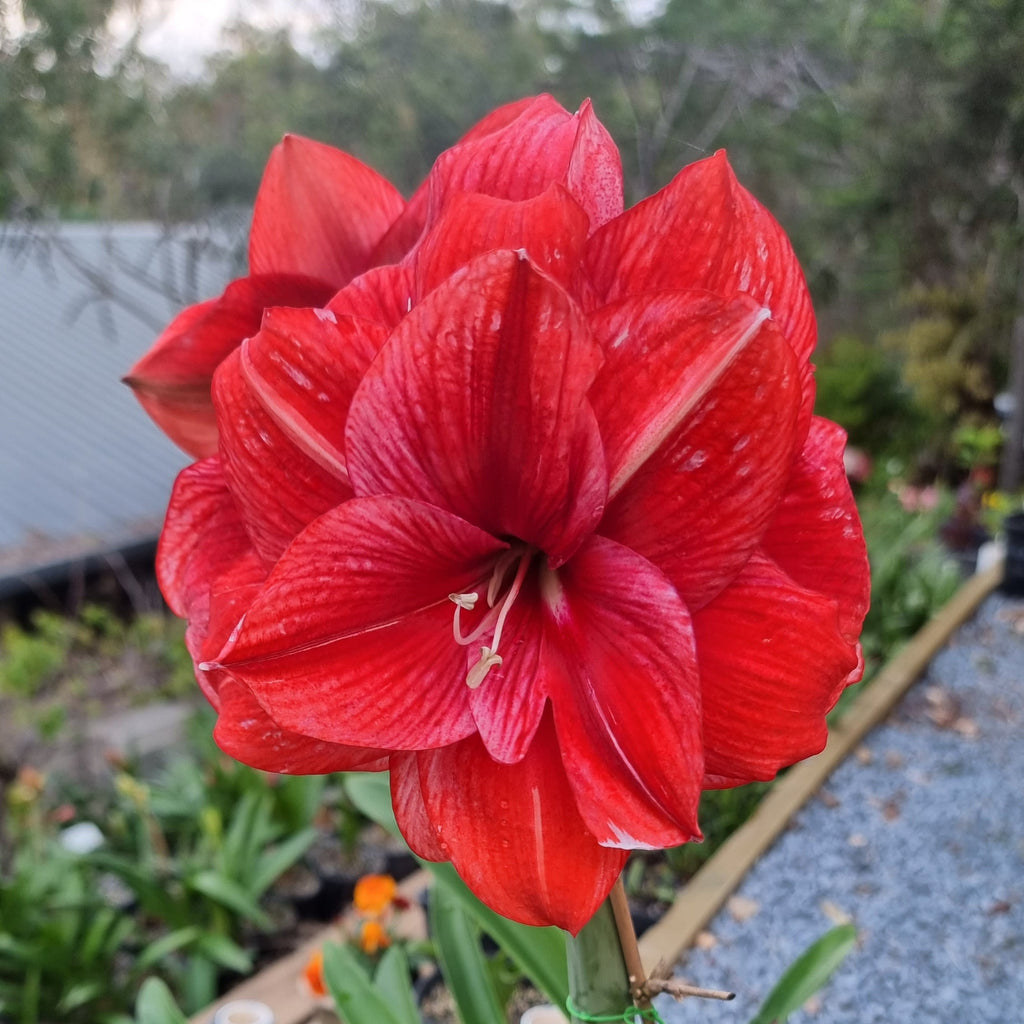 Red White Double Hippeastrum 'THCo Mudgee Lightning'