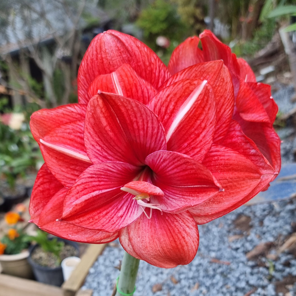 Red White Double Hippeastrum THCo Mudgee Lightning