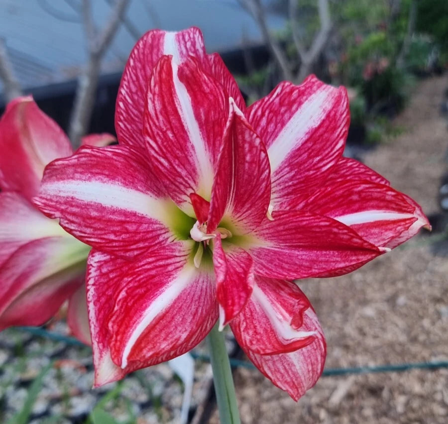 Rosey Red Maguires Double Hippeastrum Fair Dinkum5