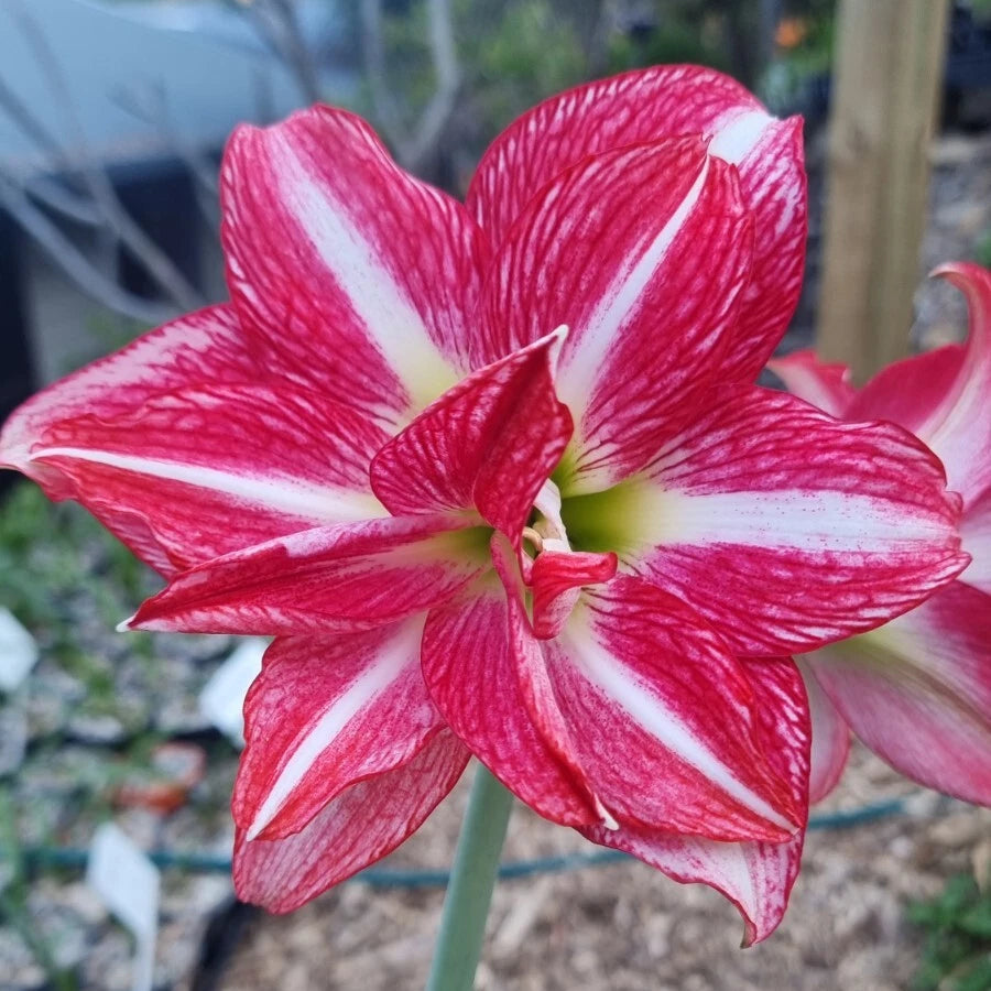 Rosey Red Maguires Double Hippeastrum Fair Dinkum5