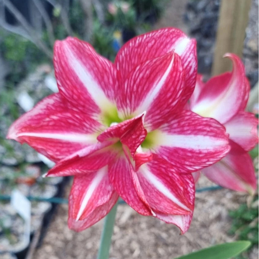 Rosey Red Maguires Double Hippeastrum Fair Dinkum5