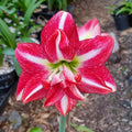 Rosey Red Maguires Double Hippeastrum Fair Dinkum5