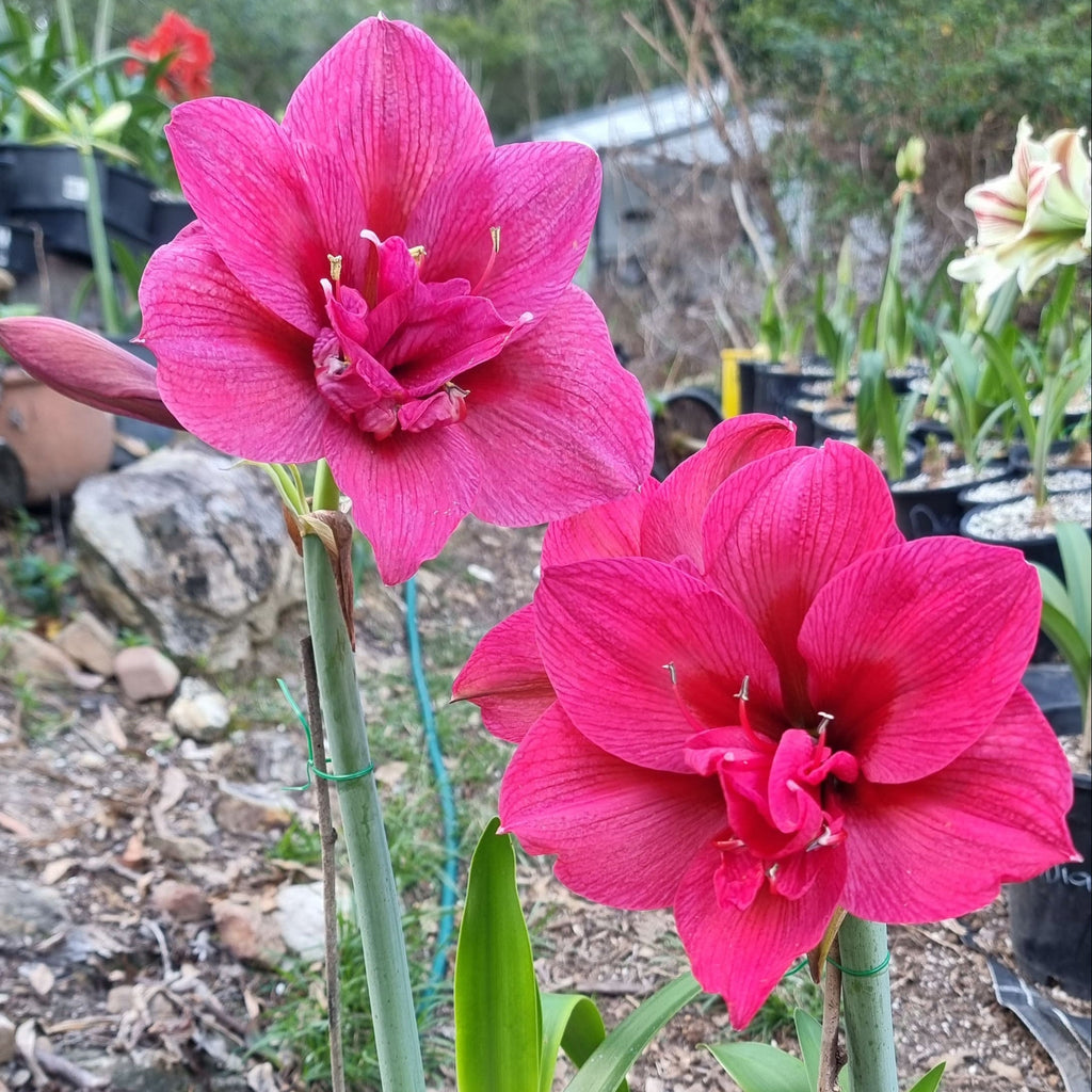 Semi Double Pink Hippeastrum 'THCo Eden Grae'