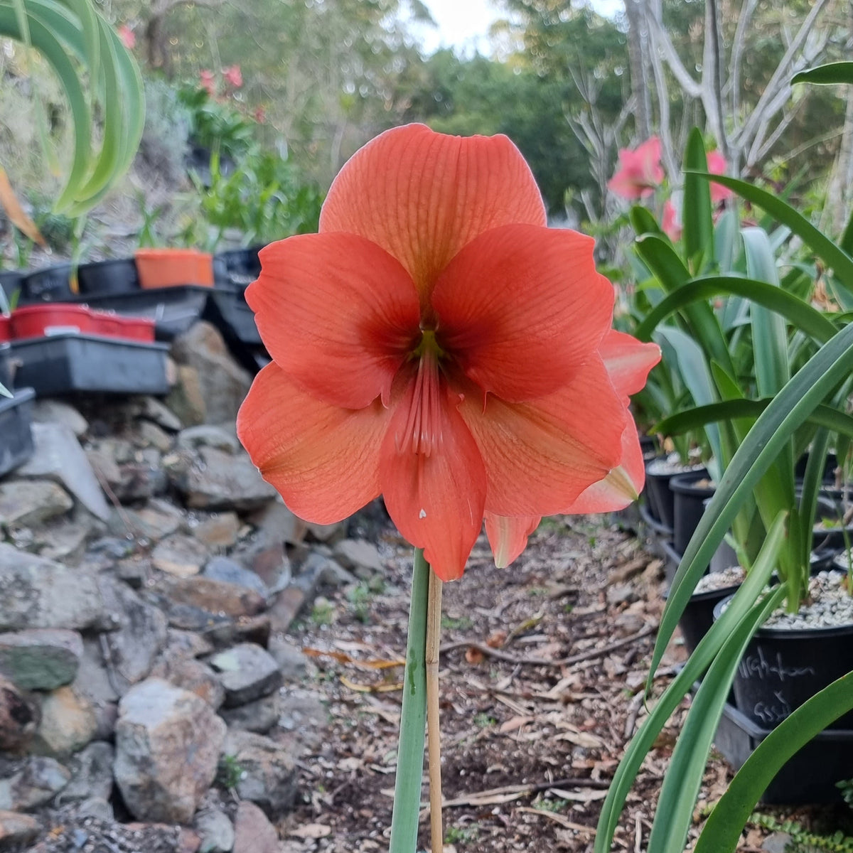 Single-Hippeastrum-Kiel-Mount-Orange-Buy