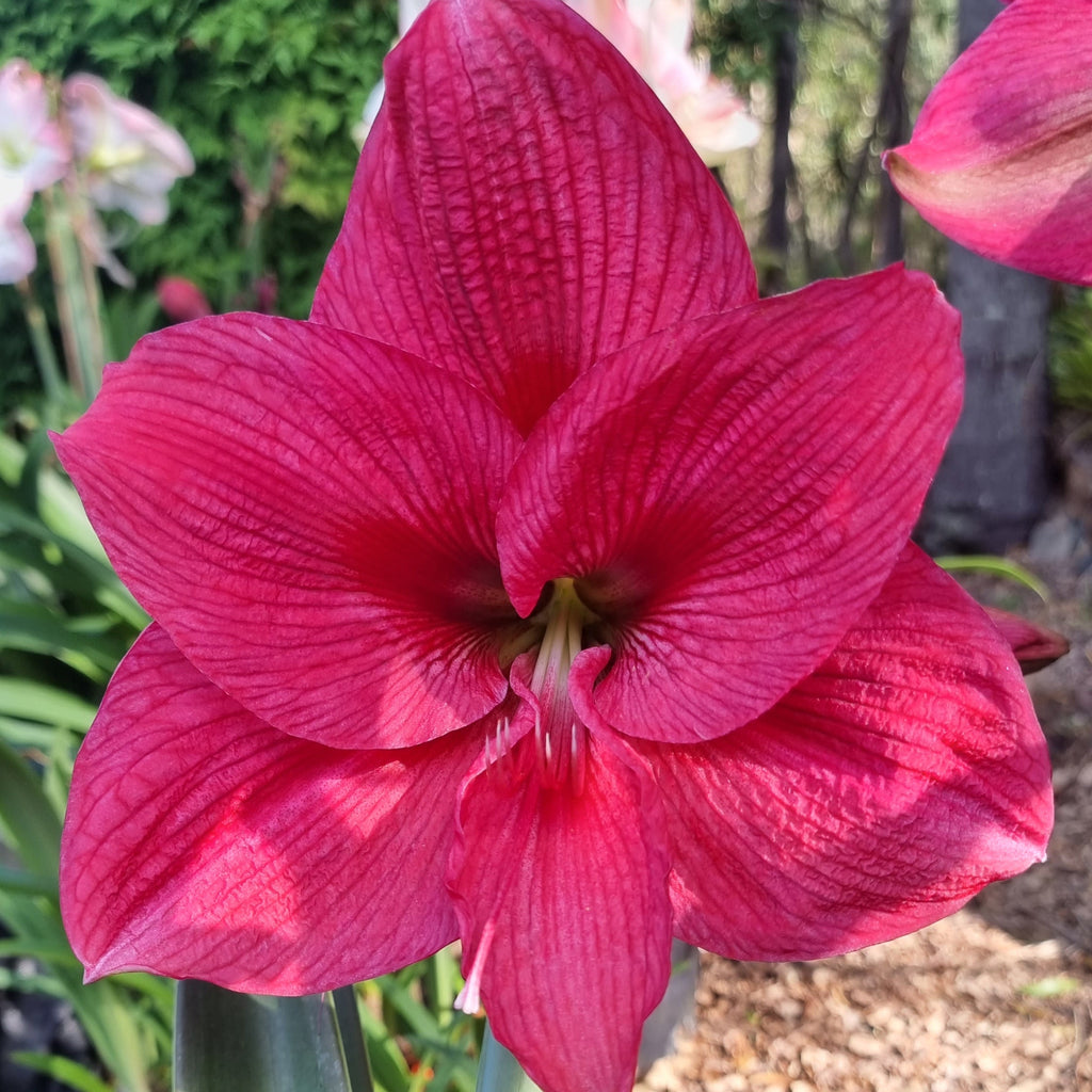 Single-Hippeastrum-THCo-Glossa-Buy