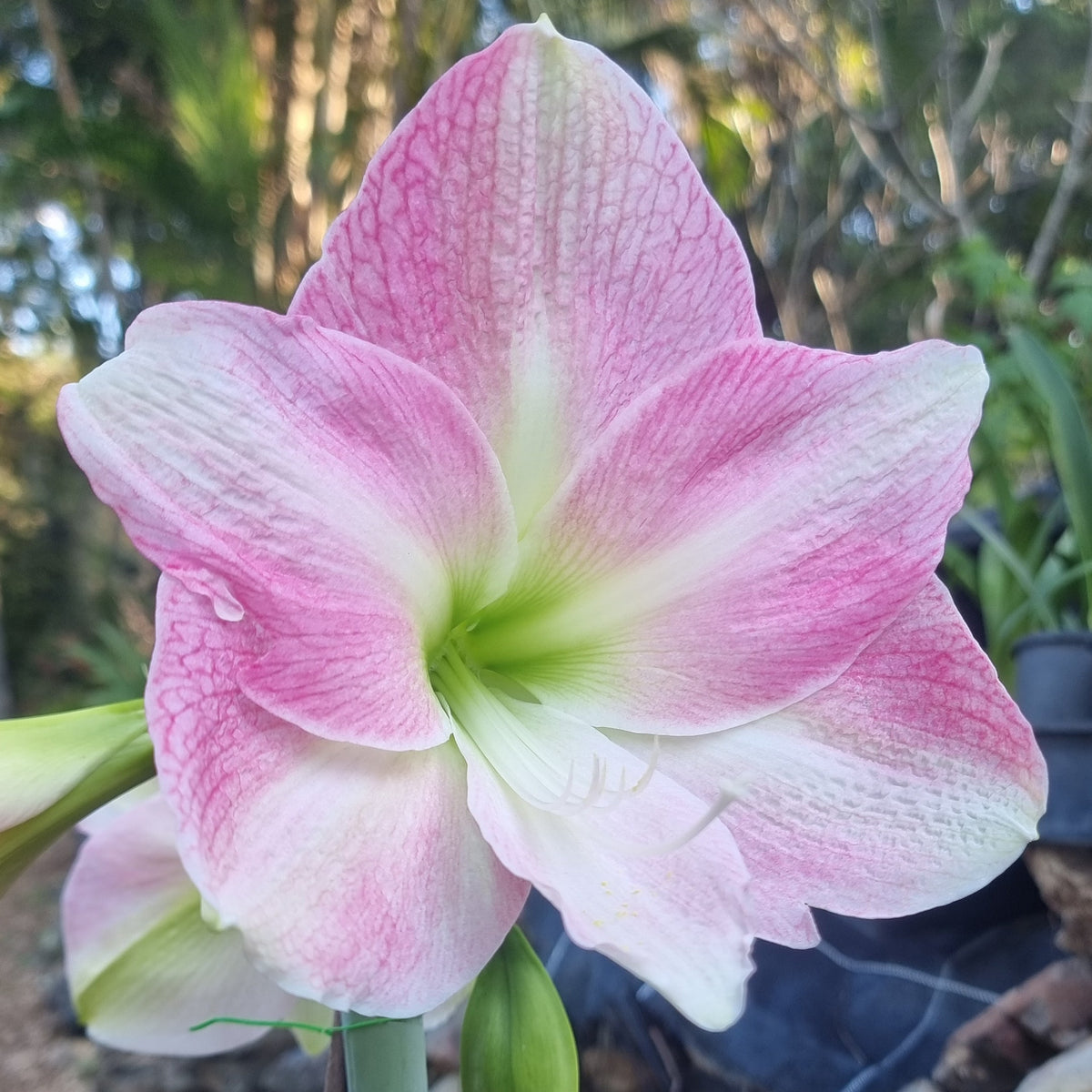 Single Hippeastrum THCo Pink Delta Buy