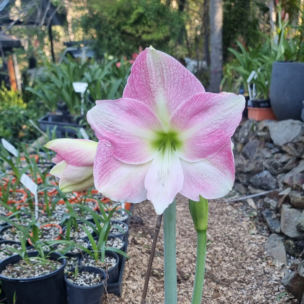 Single Hippeastrum THCo Pink Delta Buy2