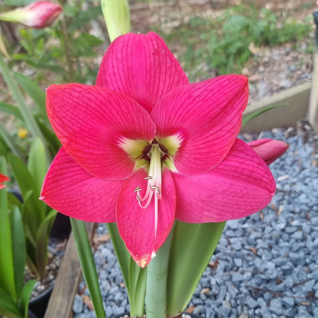 Single-Hippeastrum-THCo-Wicked-Games-Buy