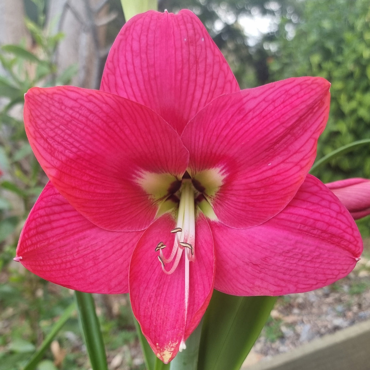 Single Hippeastrum THCo Wicked Games Buy