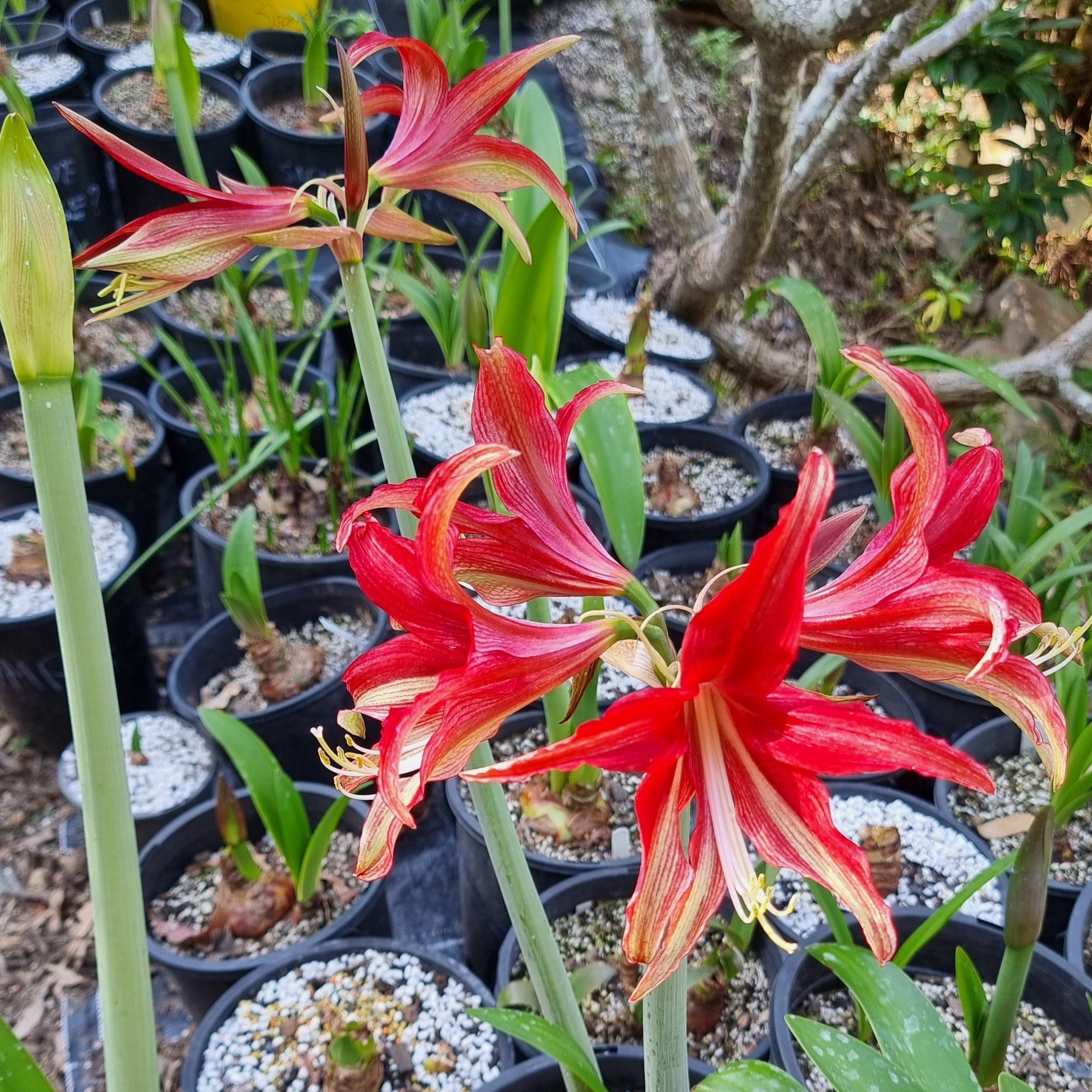 Single Cybister Hippeastrum Quito