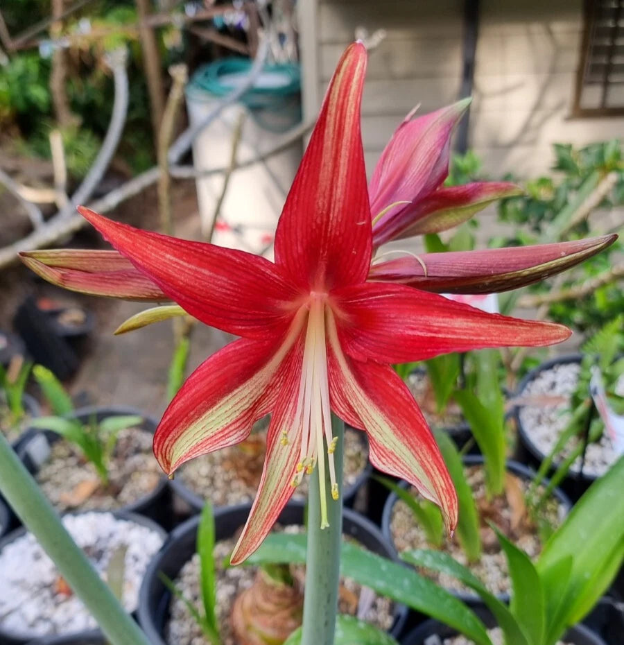 Single Cybister Hippeastrum Quito