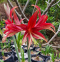Single Cybister Hippeastrum Quito