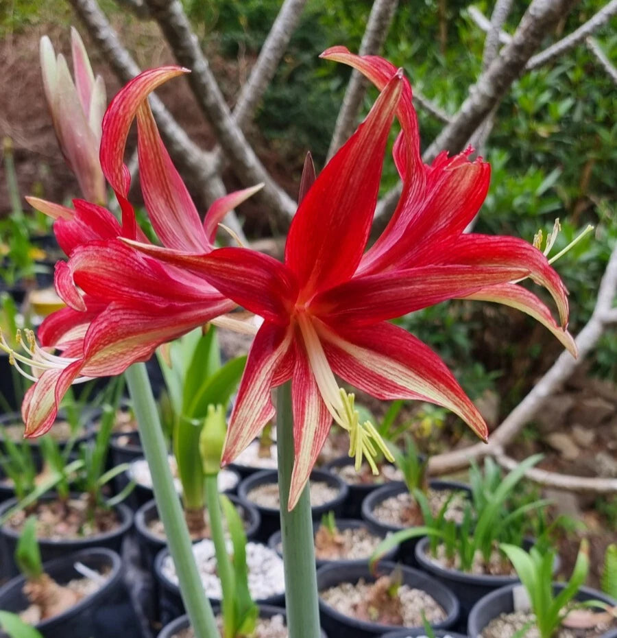 Single Cybister Hippeastrum Quito