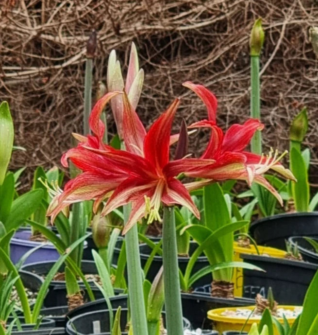 Single Cybister Hippeastrum Quito