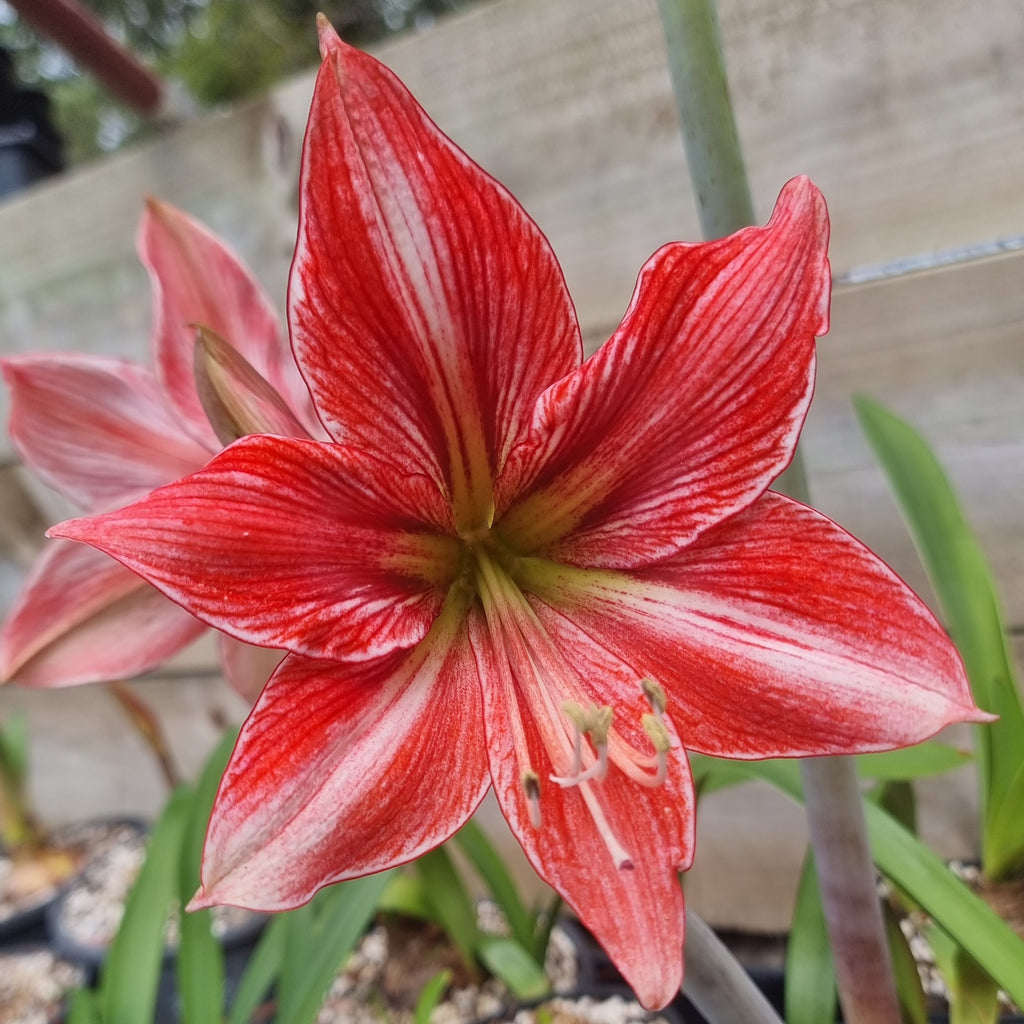 Single Hippeastrum 'Pyjama Party'