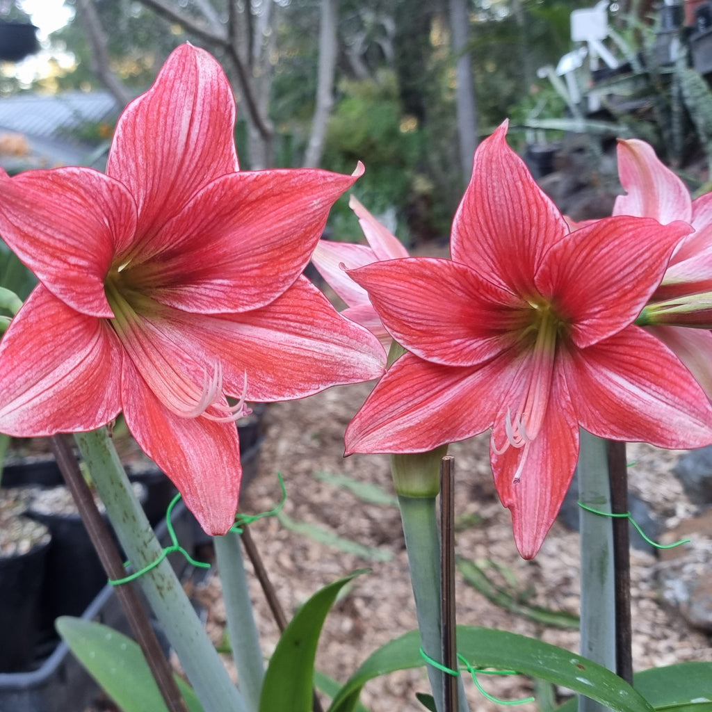 Single Hippeastrum 'Pyjama Party'