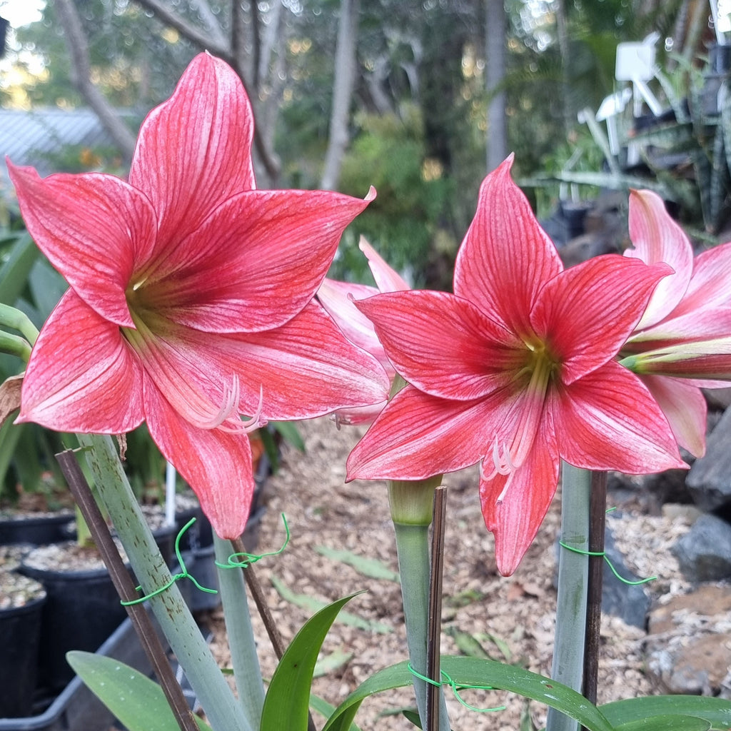 Single Hippeastrum 'Pyjama Party'