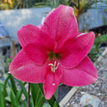 Single Hippeastrum THCo Glossa Pink