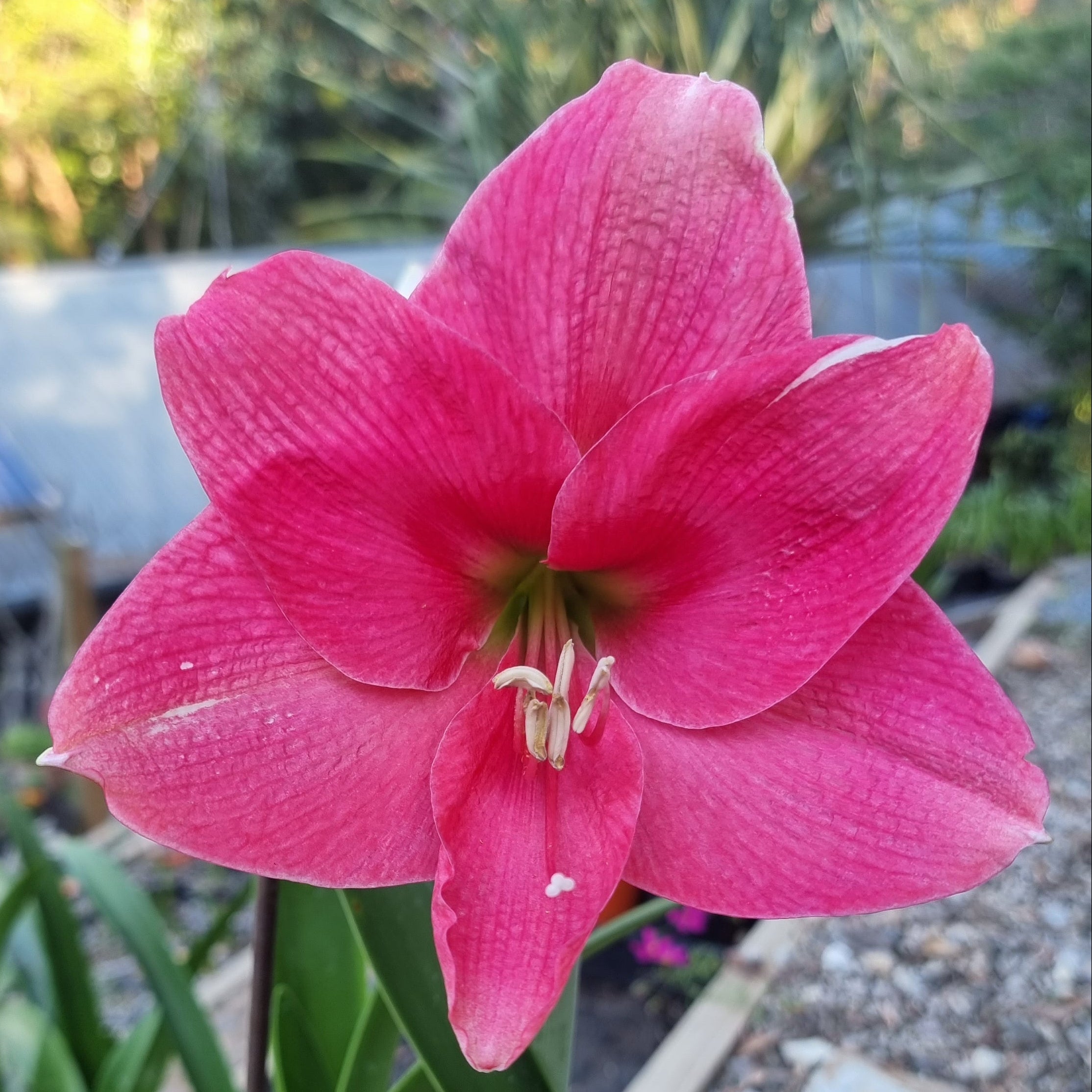 Single Hippeastrum THCo Glossa Pink