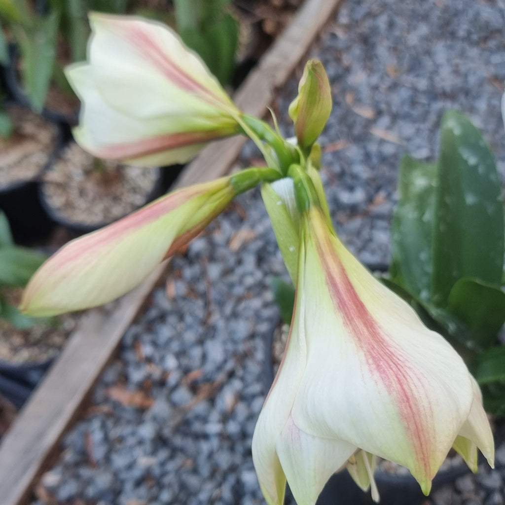 Single Hippeastrum 'THCo Havarti'