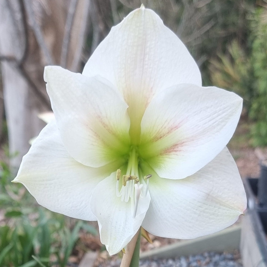 Single Hippeastrum 'THCo Havarti'