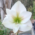 Single Hippeastrum 'THCo Havarti'