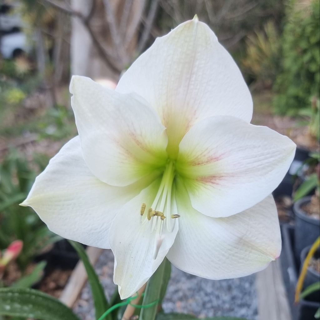 Single Hippeastrum 'THCo Havarti'