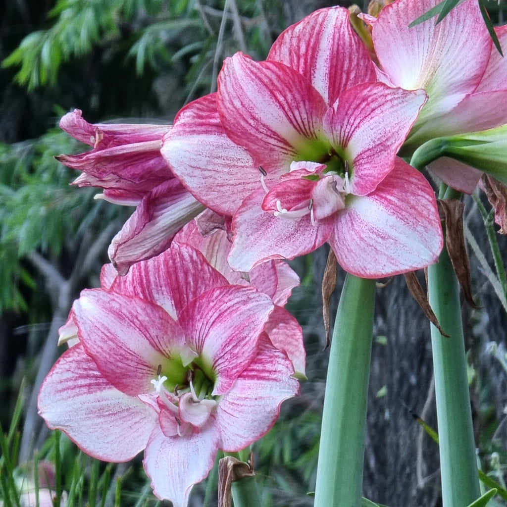 Single Hippeastrum 'THCo Jelly Beans'