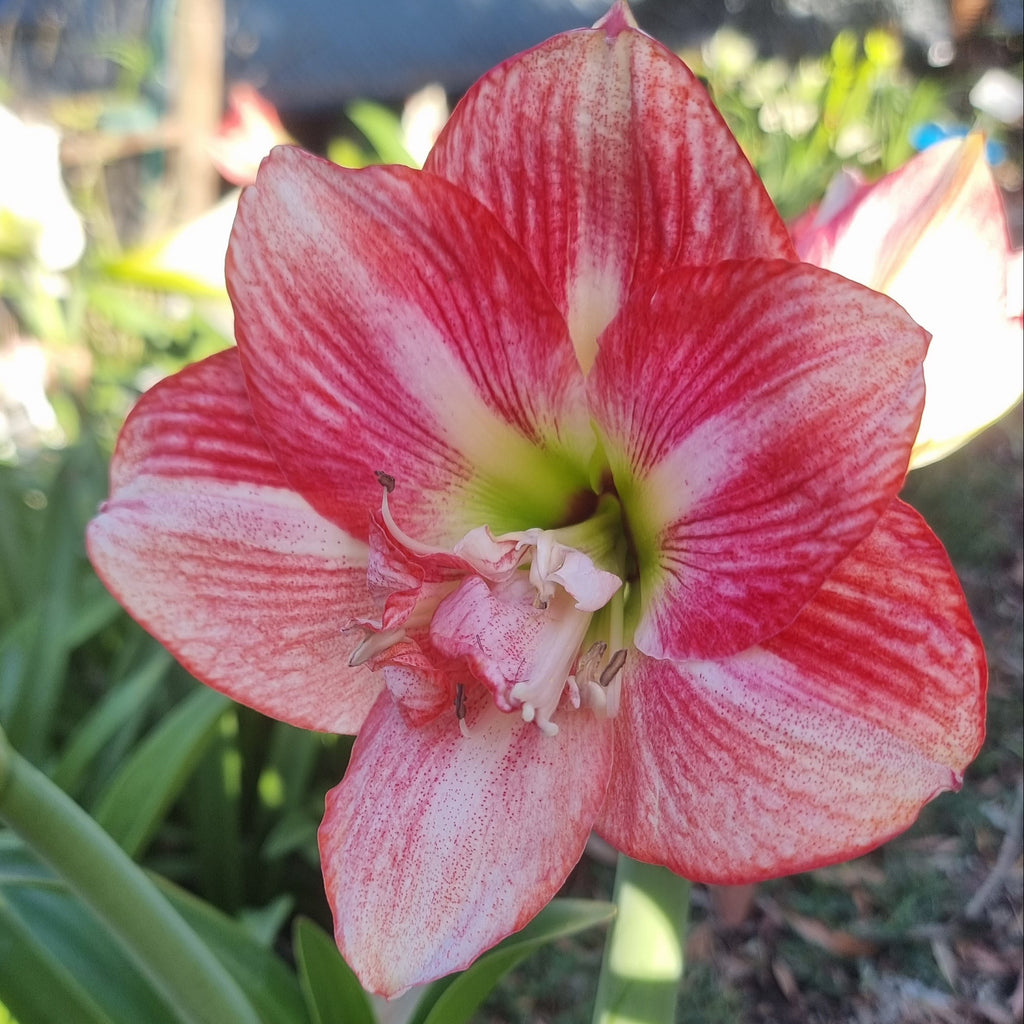 Single Hippeastrum 'THCo Jelly Beans'