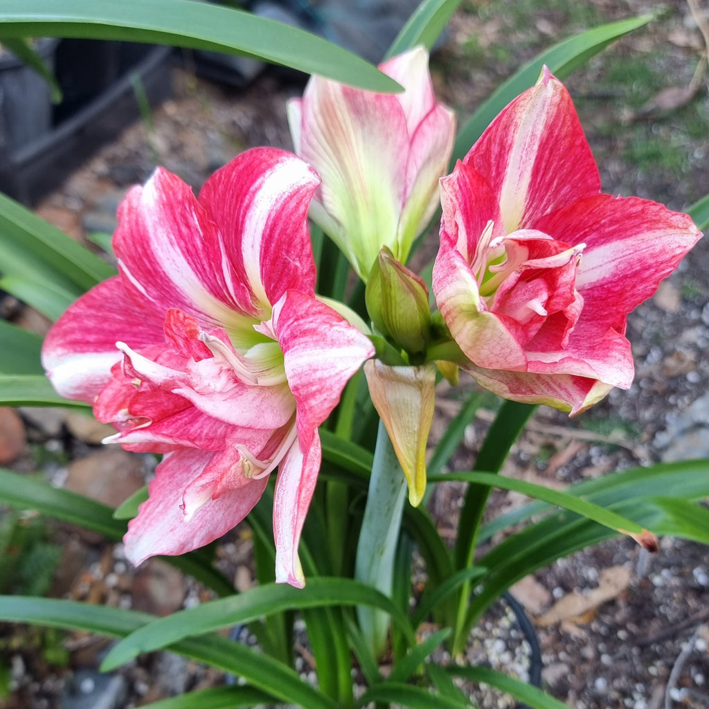 Single Hippeastrum 'THCo Jelly Beans'