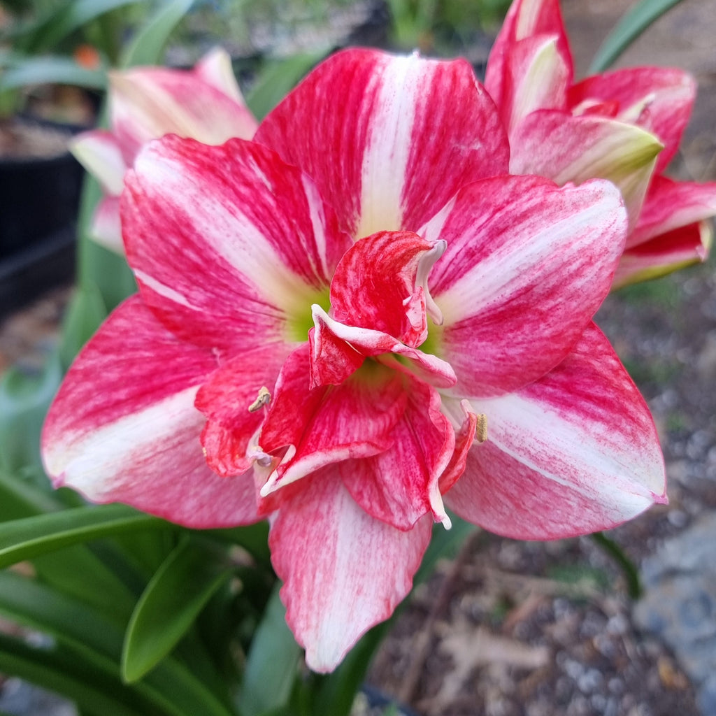 Single Hippeastrum 'THCo Jelly Beans'