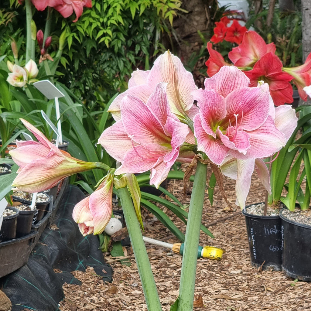 Single Hippeastrum 'THCo Pretty in Pink'
