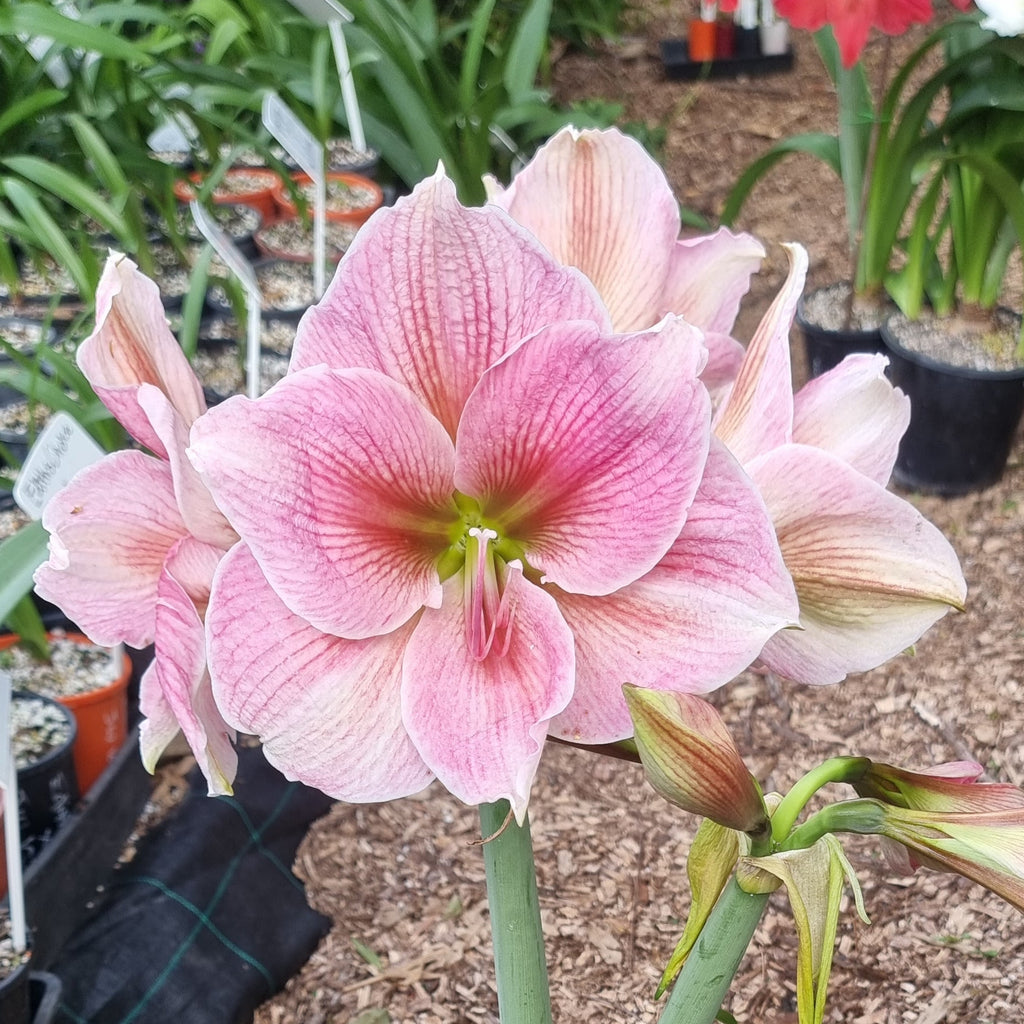 Single Hippeastrum 'THCo Pretty in Pink'