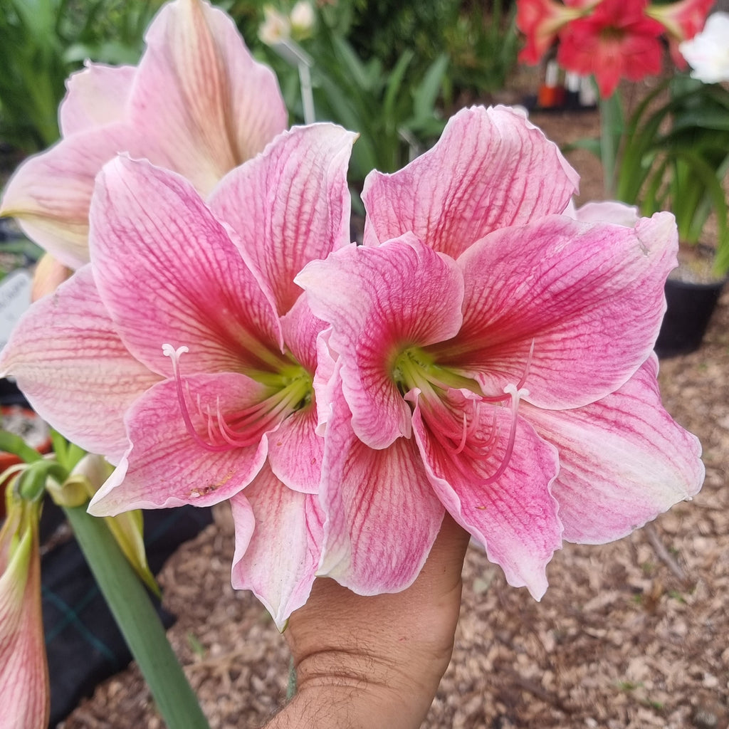 Single Hippeastrum 'THCo Pretty in Pink'