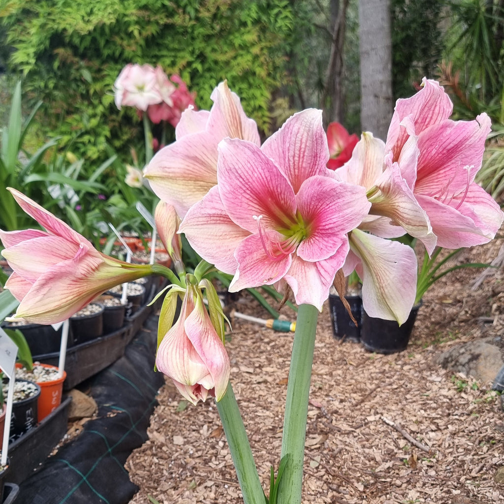 Single Hippeastrum 'THCo Pretty in Pink'
