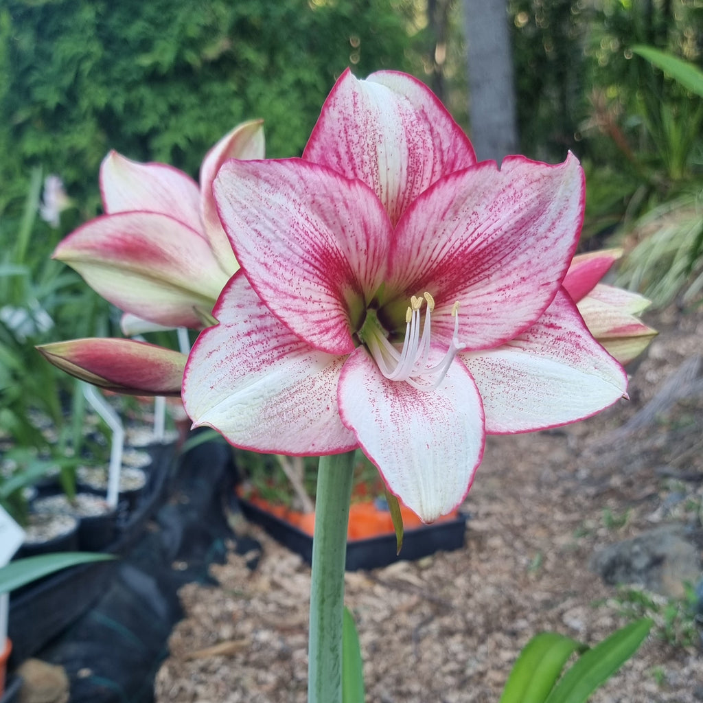 Single Hippeastrum 'THCo Sketch'