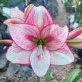 Single Hippeastrum 'THCo Sketch'