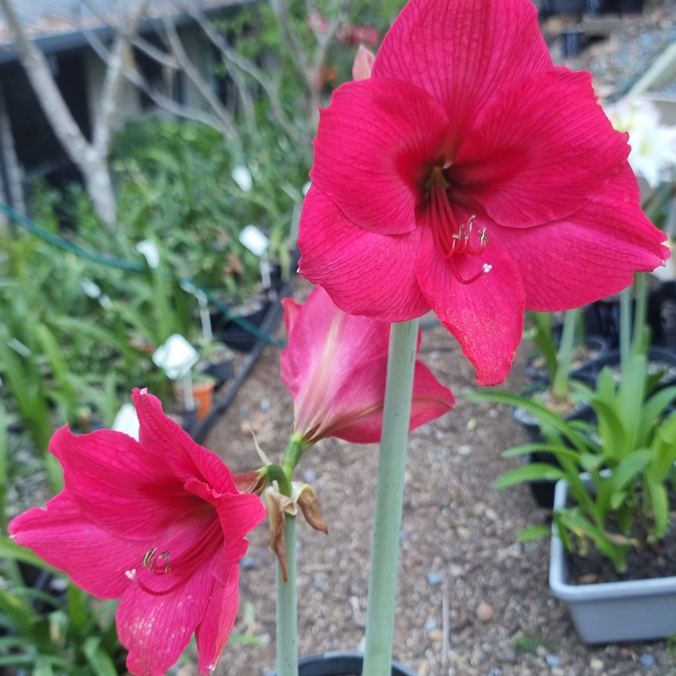 Single Maguires Hippeastrum 'Eternal Princess'