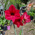 Single Maguires Hippeastrum 'Eternal Princess'