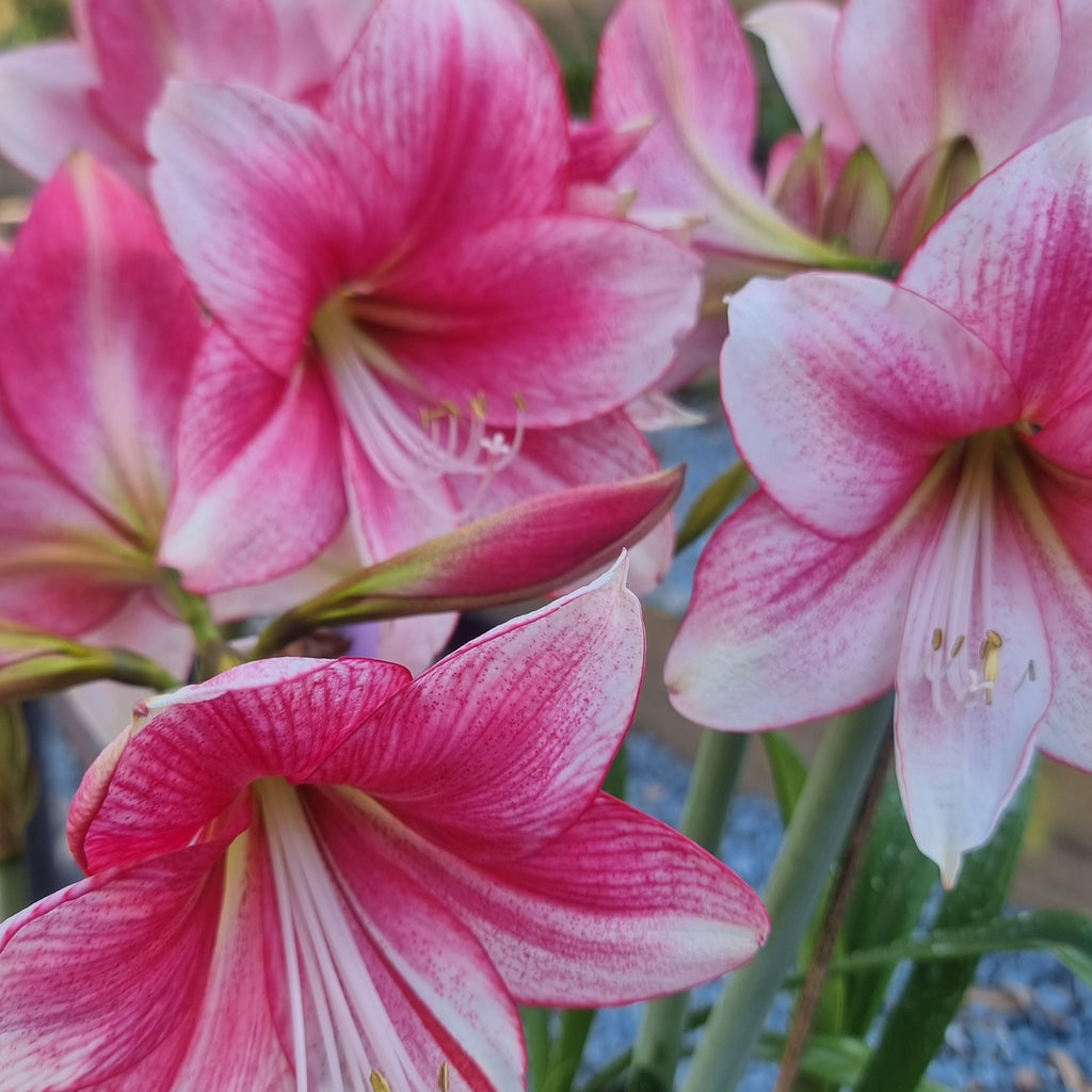 Single Maguires Hippeastrum 'Tammy Tucker'