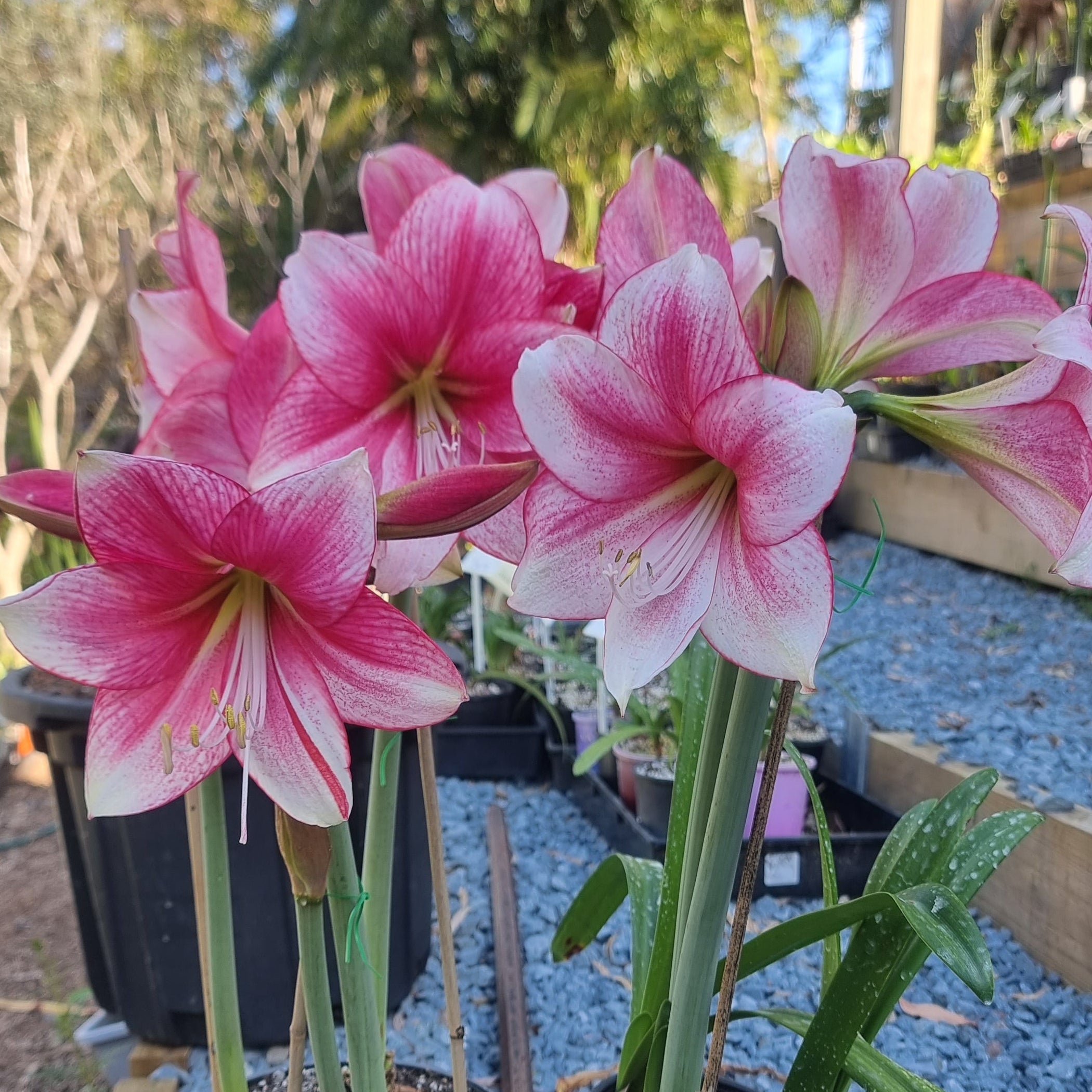 Single Maguires Hippeastrum 'Tammy Tucker'
