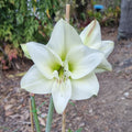 Single White Green Hippeastrum THCo White Wings