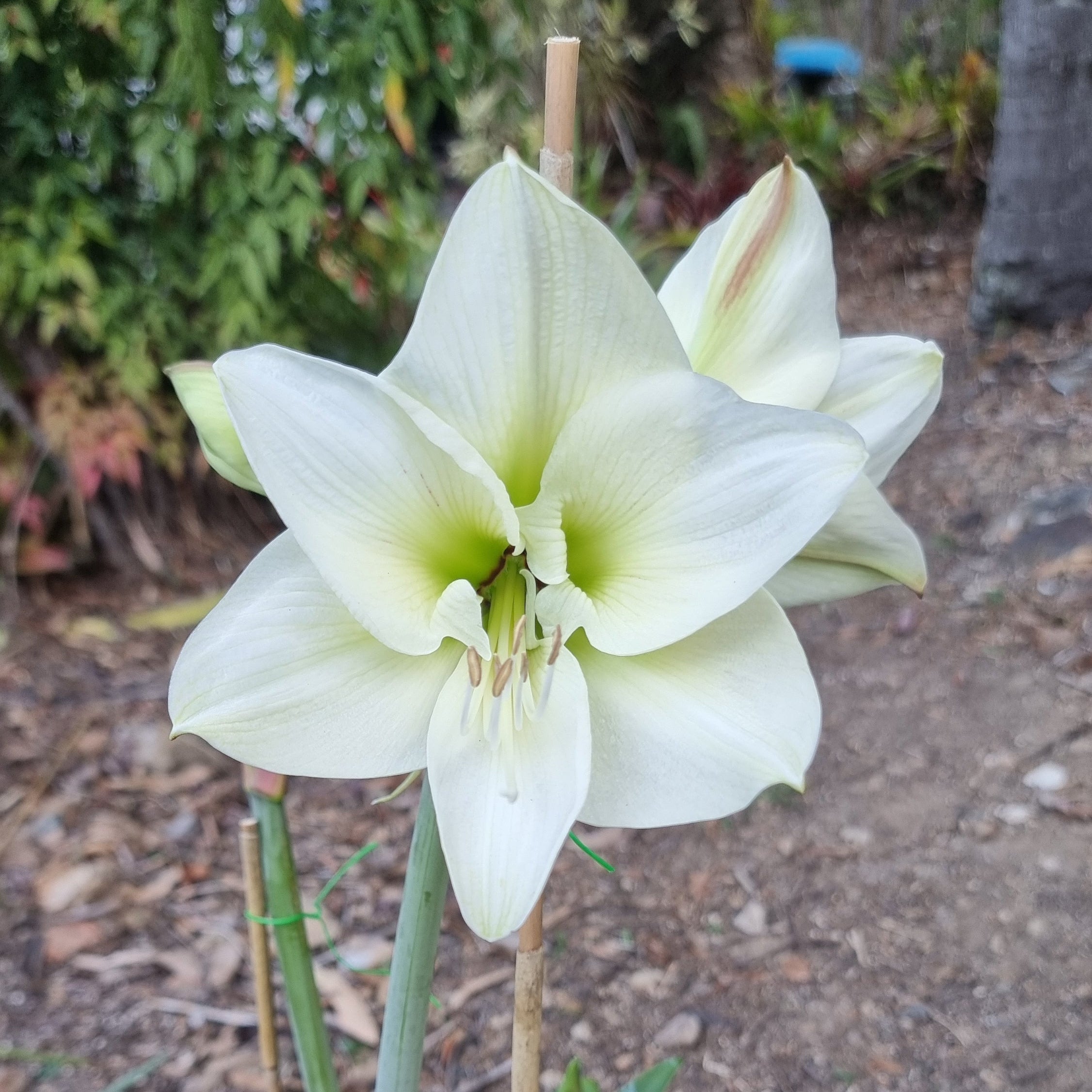 Single White Green Hippeastrum THCo White Wings